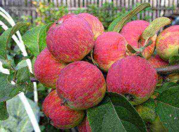 the best varieties of apple seedlings