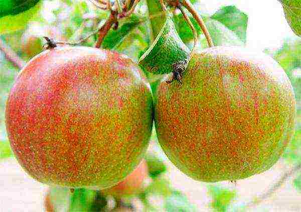 the best varieties of apple seedlings