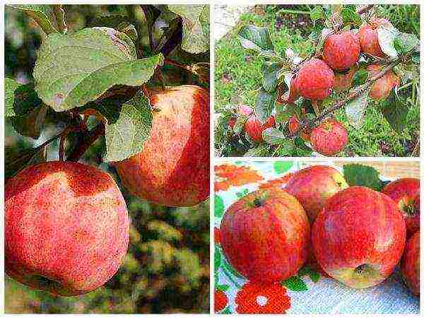 the best varieties of apple seedlings