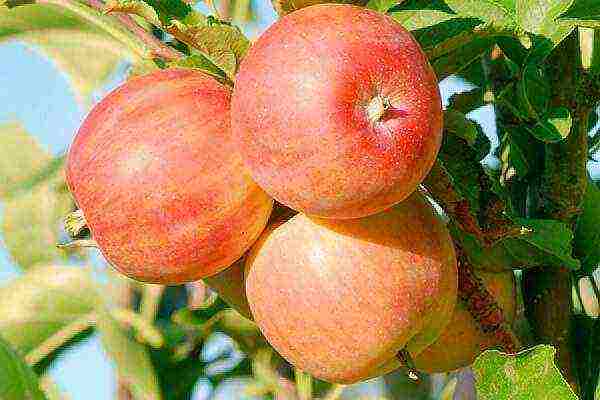 the best varieties of apple seedlings