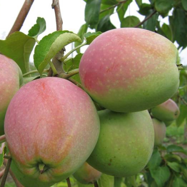 the best varieties of apple seedlings