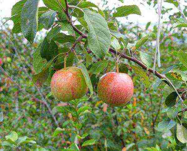 the best varieties of apple seedlings