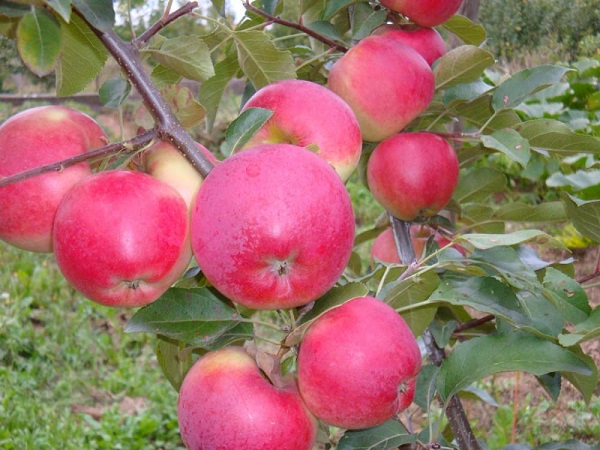 the best varieties of apple seedlings