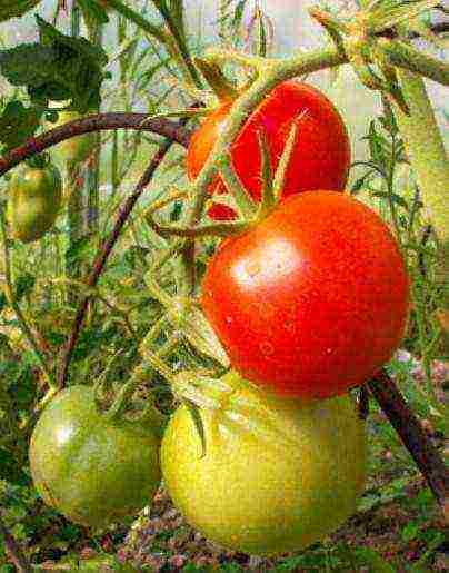 the best varieties of vegetable seeds