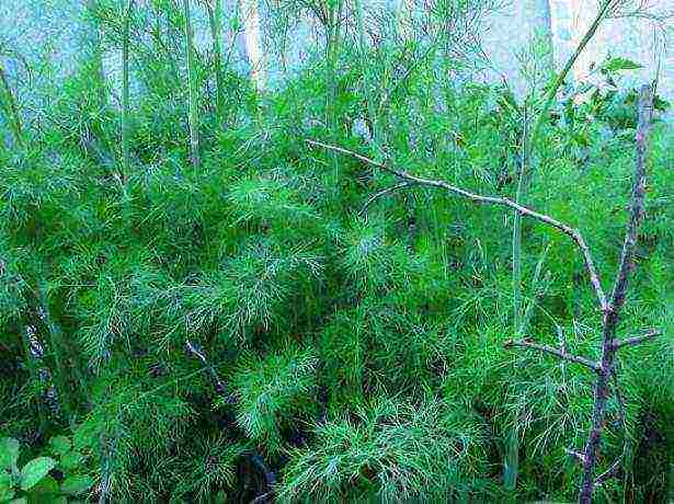 the best varieties of dill seeds