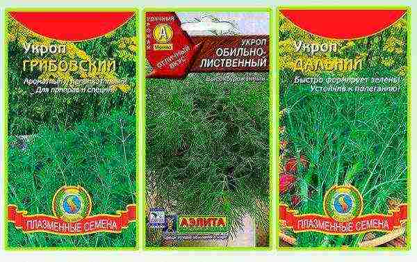 the best varieties of dill seeds