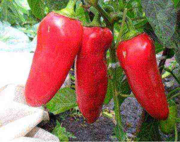 ang pinakamahusay na mga pagkakaiba-iba ng maagang ripening peppers