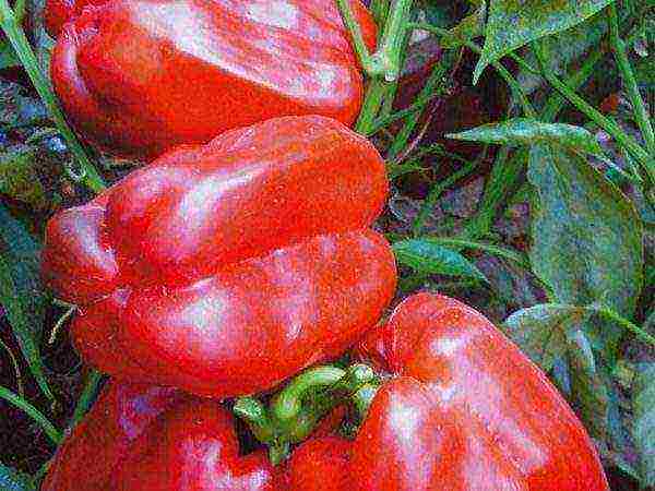 ang pinakamahusay na mga pagkakaiba-iba ng maagang ripening peppers