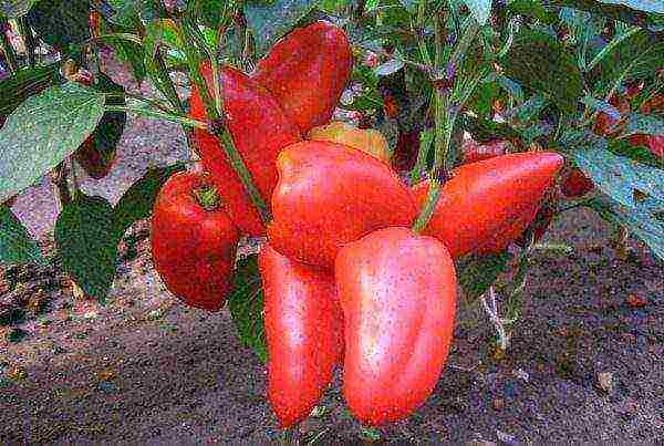 the best varieties of early ripening peppers