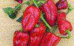 the best varieties of early ripening peppers