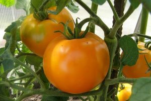 the best varieties of sweet tomatoes