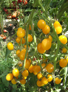 the best varieties of sweet tomatoes