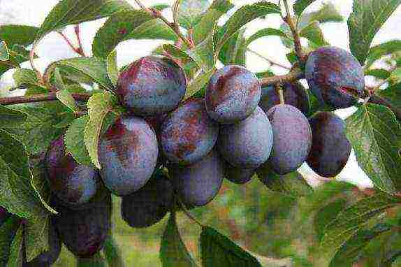 the best varieties of Hungarian plums
