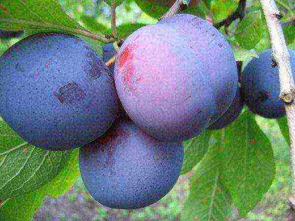the best varieties of Hungarian plums