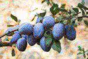 ang pinakamahusay na mga varieties ng plum para sa siberia