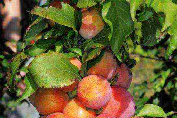 the best plum varieties for siberia