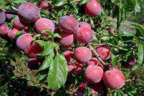 ang pinakamahusay na mga varieties ng plum para sa siberia