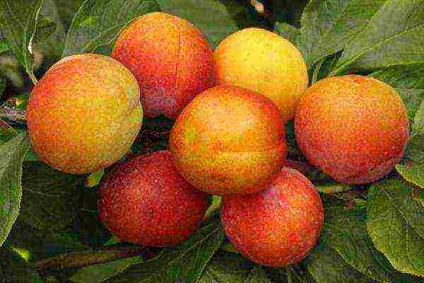 the best plum varieties for siberia