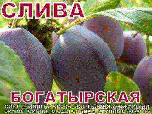 ang pinakamahusay na mga varieties ng plum para sa siberia