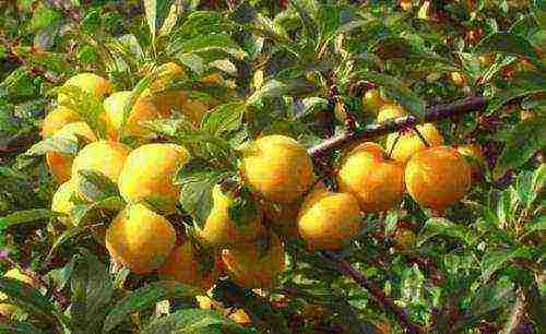 the best plum varieties for siberia