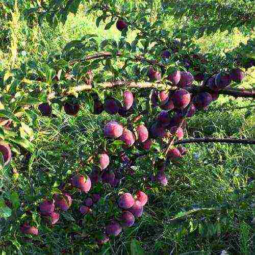 ang pinakamahusay na mga varieties ng plum para sa siberia