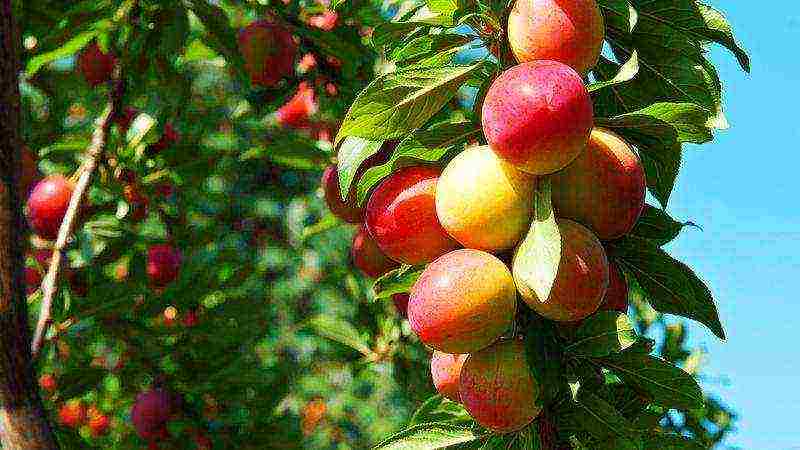 the best varieties of plums for the Urals