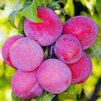 ang pinakamahusay na mga pagkakaiba-iba ng mga plum para sa Urals