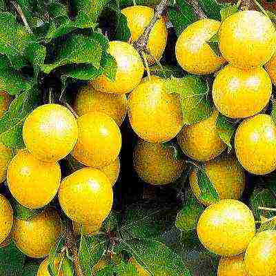 the best varieties of plums for the Urals