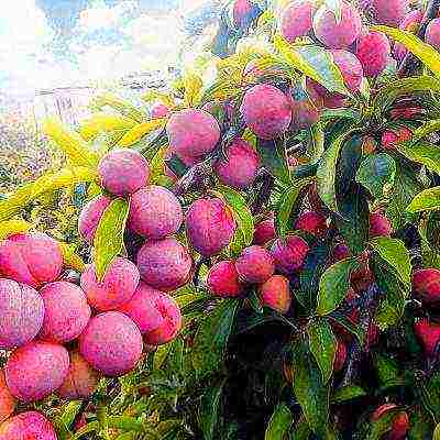 the best varieties of plums for the Urals