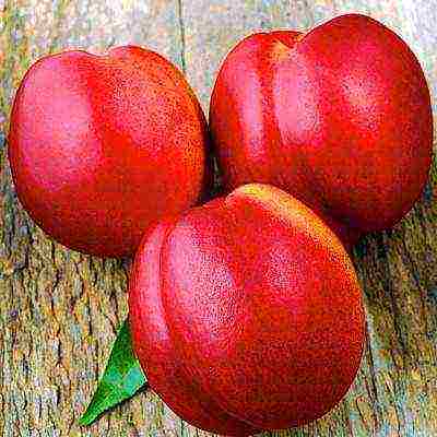 the best varieties of plums for the Urals