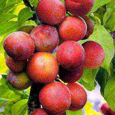 the best varieties of plums for the Urals