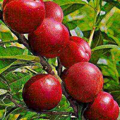 the best varieties of plums for the Urals