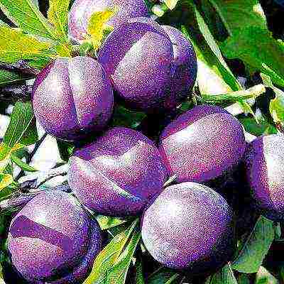 ang pinakamahusay na mga pagkakaiba-iba ng mga plum para sa Urals