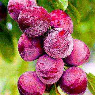 ang pinakamahusay na mga pagkakaiba-iba ng mga plum para sa Urals