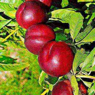 the best varieties of plums for the Urals