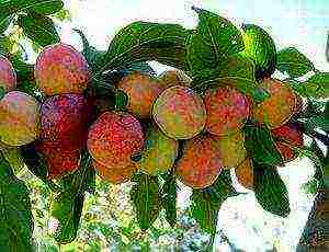 the best varieties of plums for the Urals