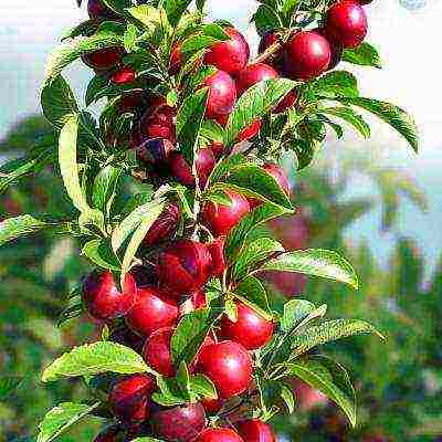 the best varieties of plums for the Urals