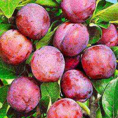 ang pinakamahusay na mga pagkakaiba-iba ng mga plum para sa Urals