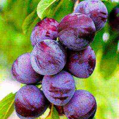 ang pinakamahusay na mga pagkakaiba-iba ng mga plum para sa Urals