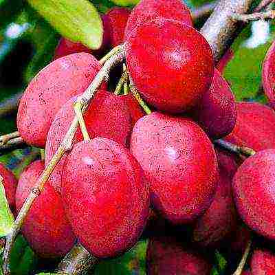 ang pinakamahusay na mga pagkakaiba-iba ng mga plum para sa Urals