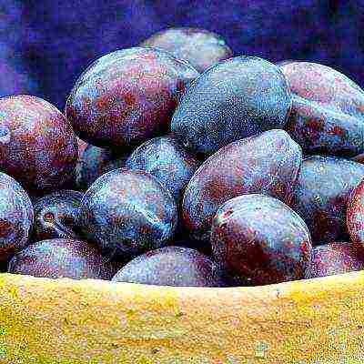 the best varieties of plums for the Urals