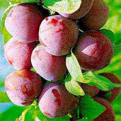 ang pinakamahusay na mga pagkakaiba-iba ng mga plum para sa Urals