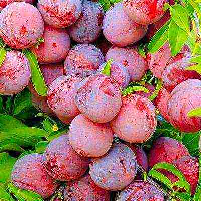 the best varieties of plums for the Urals