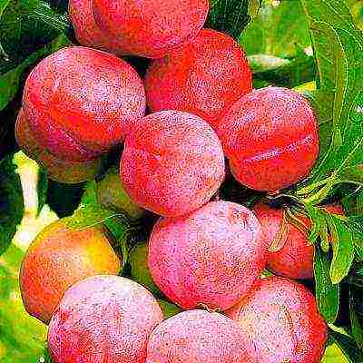 the best varieties of plums for the Urals