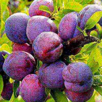 ang pinakamahusay na mga pagkakaiba-iba ng mga plum para sa Urals