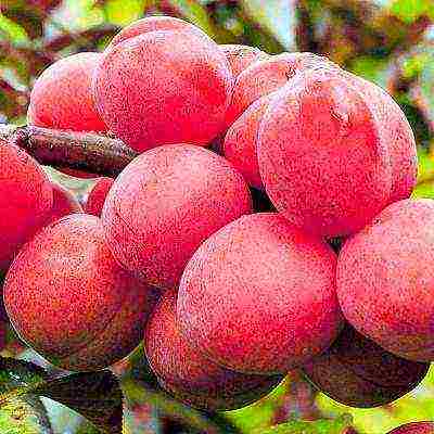 the best varieties of plums for the Urals