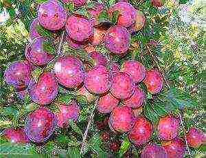 the best varieties of plums for the Urals