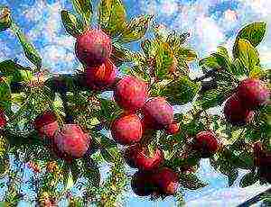 the best varieties of plums for the Urals