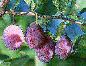 ang pinakamahusay na mga pagkakaiba-iba ng mga plum para sa Urals