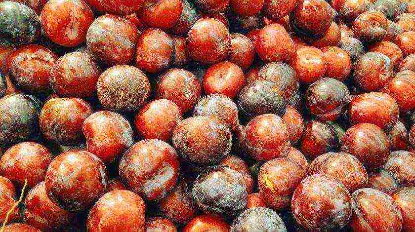 the best varieties of homemade plums